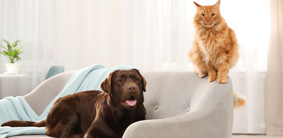 Pet Area - Scandicci Fiera